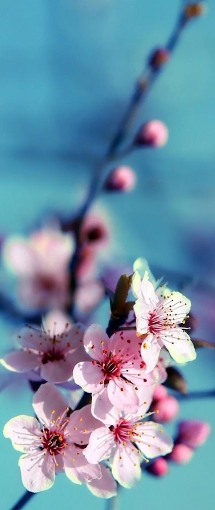 f:id:hiiragi1111:20180403174627j:plain