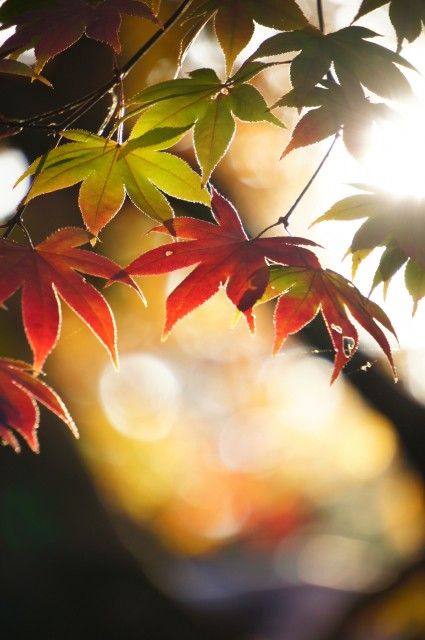 f:id:hiiragi1111:20180922143934j:plain