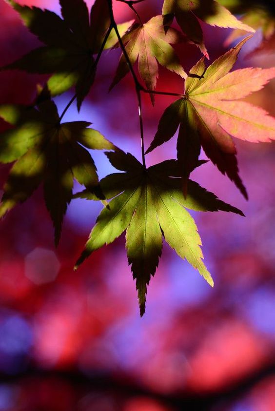 f:id:hiiragi1111:20180922144004j:plain