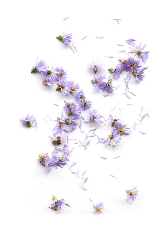 不思議な力を持つと言われてきた秋の花 幸せのレシピ集