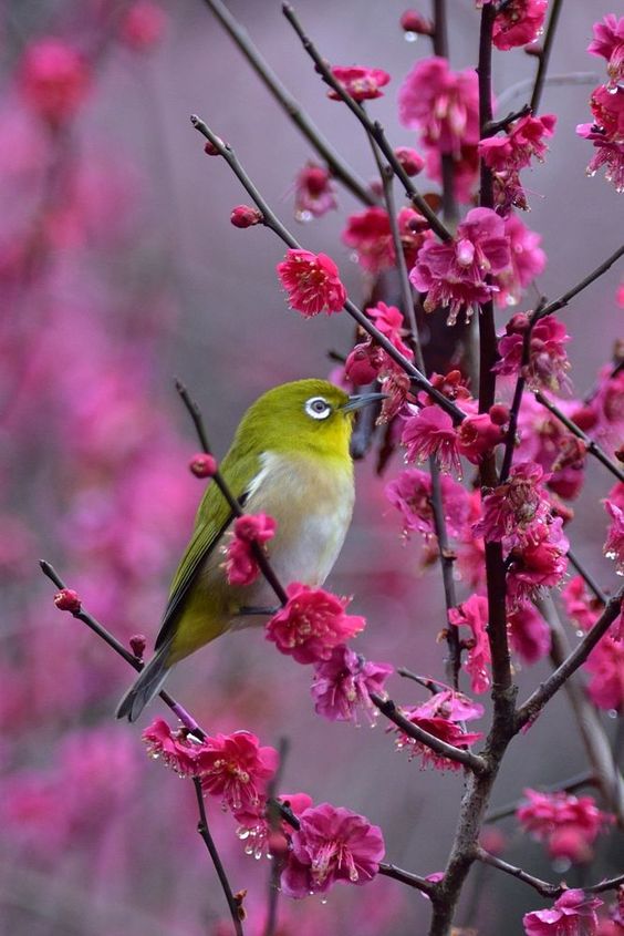 f:id:hiiragi1111:20190219163804j:plain f:id:hiiragi1111:20190219163804j:plain