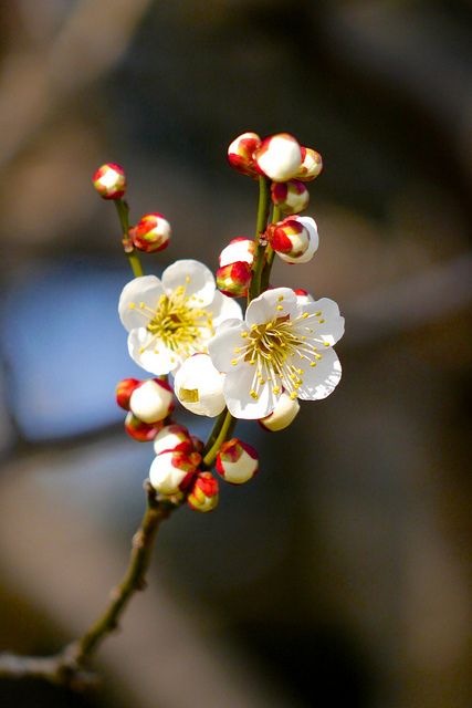 f:id:hiiragi1111:20190219164427j:plain f:id:hiiragi1111:20190219164427j:plain