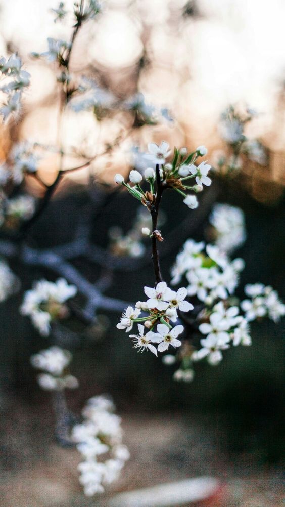 f:id:hiiragi1111:20190319155444j:plain