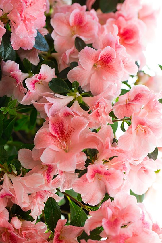 f:id:hiiragi1111:20190422134345j:plain