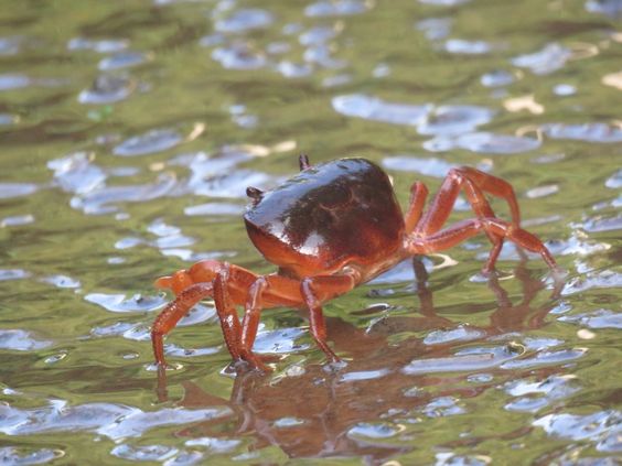 f:id:hiiragi1111:20190611122124j:plain f:id:hiiragi1111:20190611122124j:plain