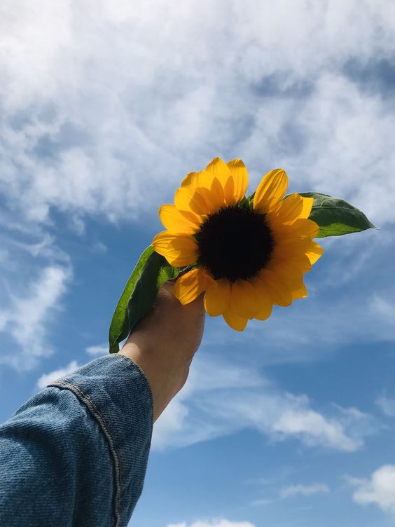 f:id:hiiragi1111:20190624135640j:plain