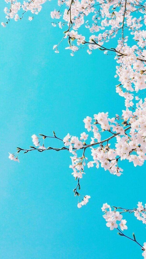f:id:hiiragi1111:20200320012137j:plain