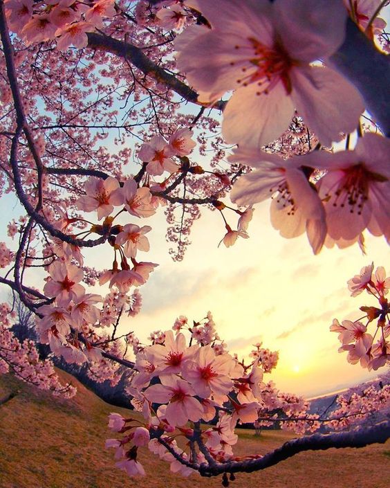 f:id:hiiragi1111:20200324014010j:plain