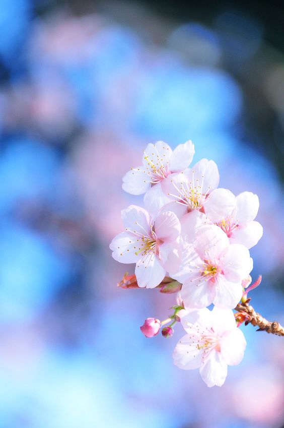 f:id:hiiragi1111:20200330100157j:plain