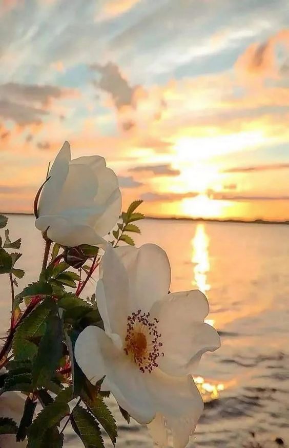 f:id:hiiragi1111:20200729133542j:plain