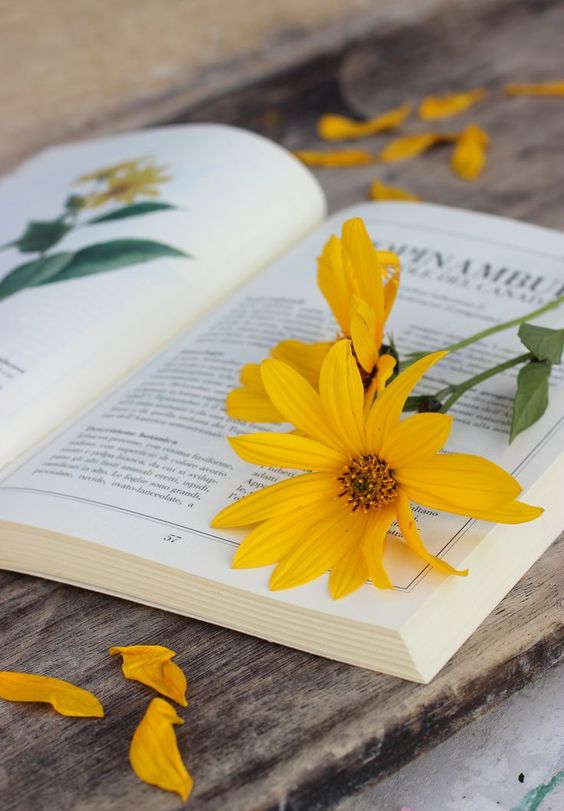 f:id:hiiragi1111:20200731174807j:plain