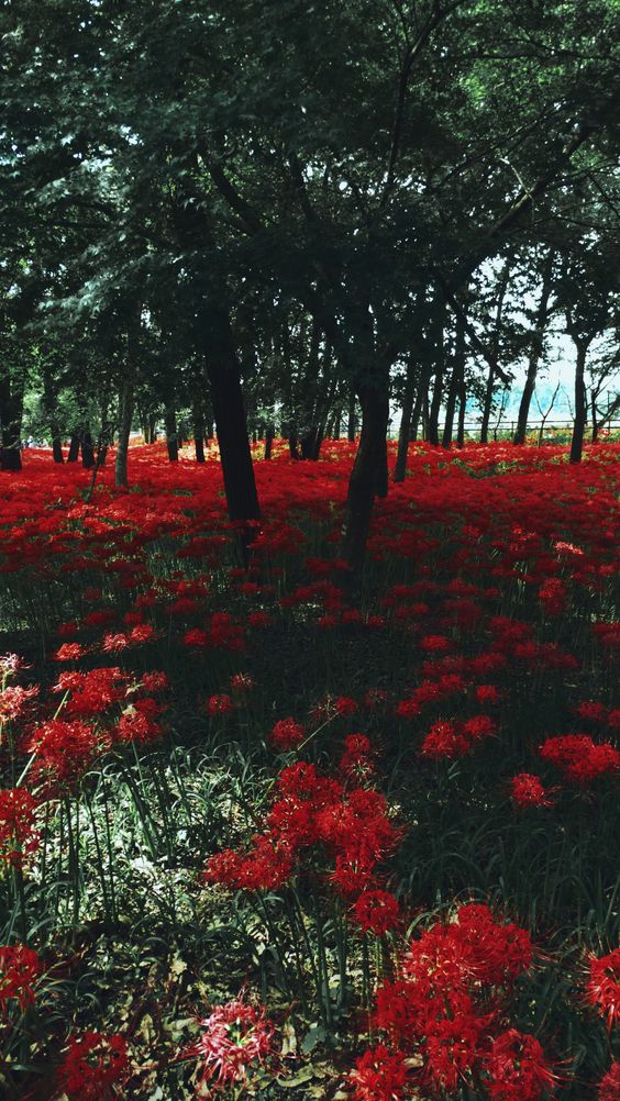f:id:hiiragi1111:20200912123016j:plain