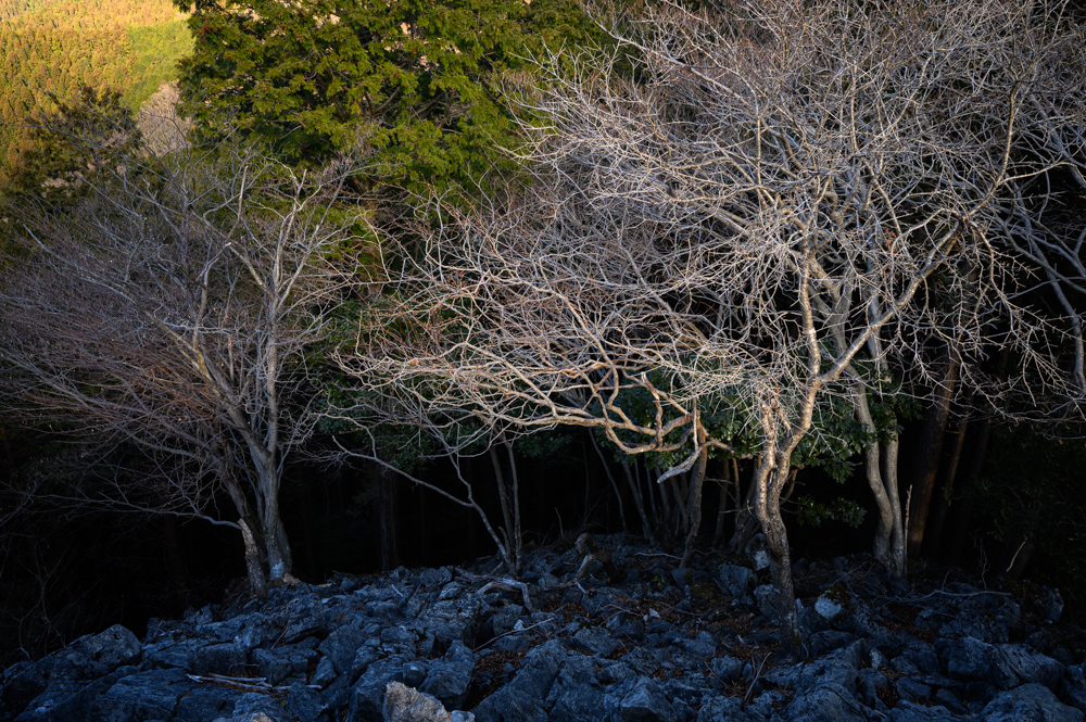 f:id:hiiro1017:20200125165424j:plain