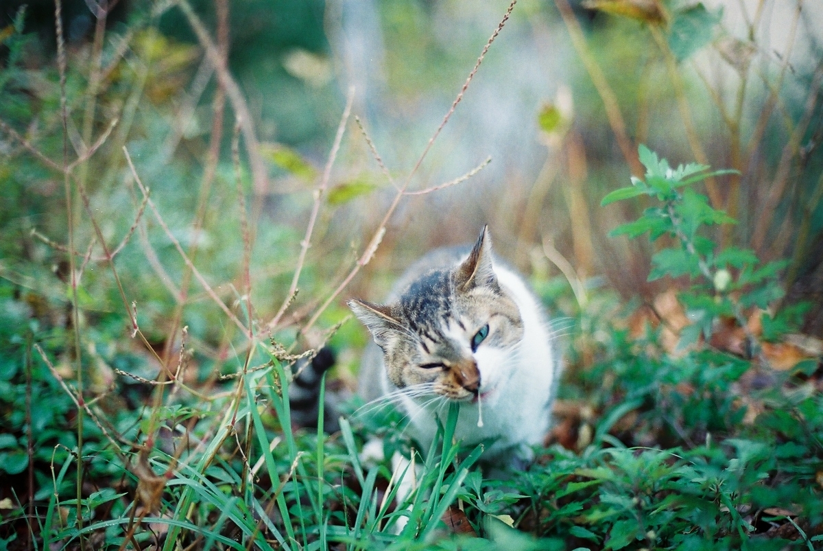 f:id:hiiro1017:20200203215430j:plain