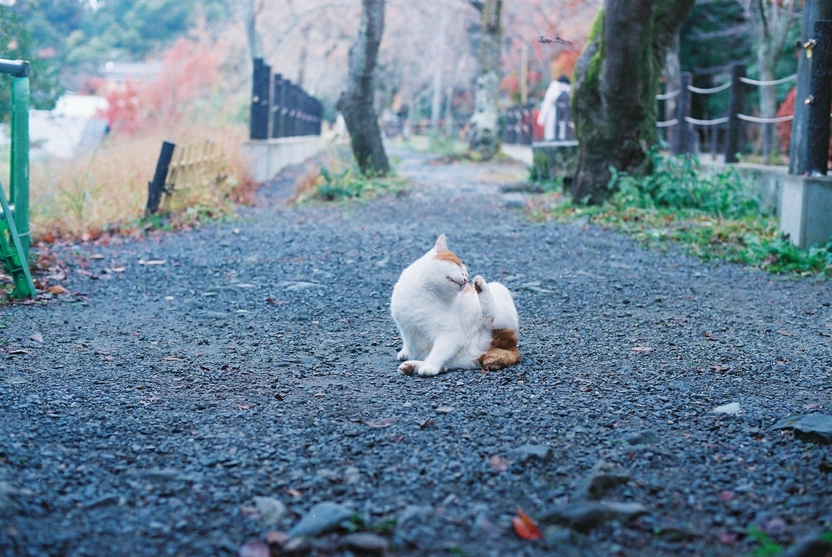 f:id:hiiro1017:20200203220543j:plain