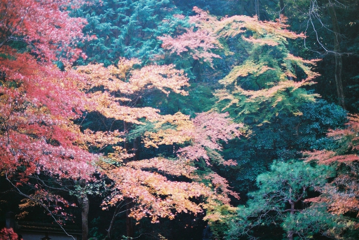 f:id:hiiro1017:20200203220557j:plain