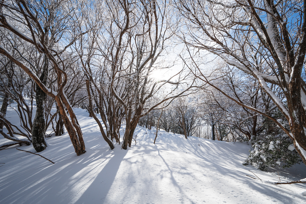 f:id:hiiro1017:20200213211711j:plain