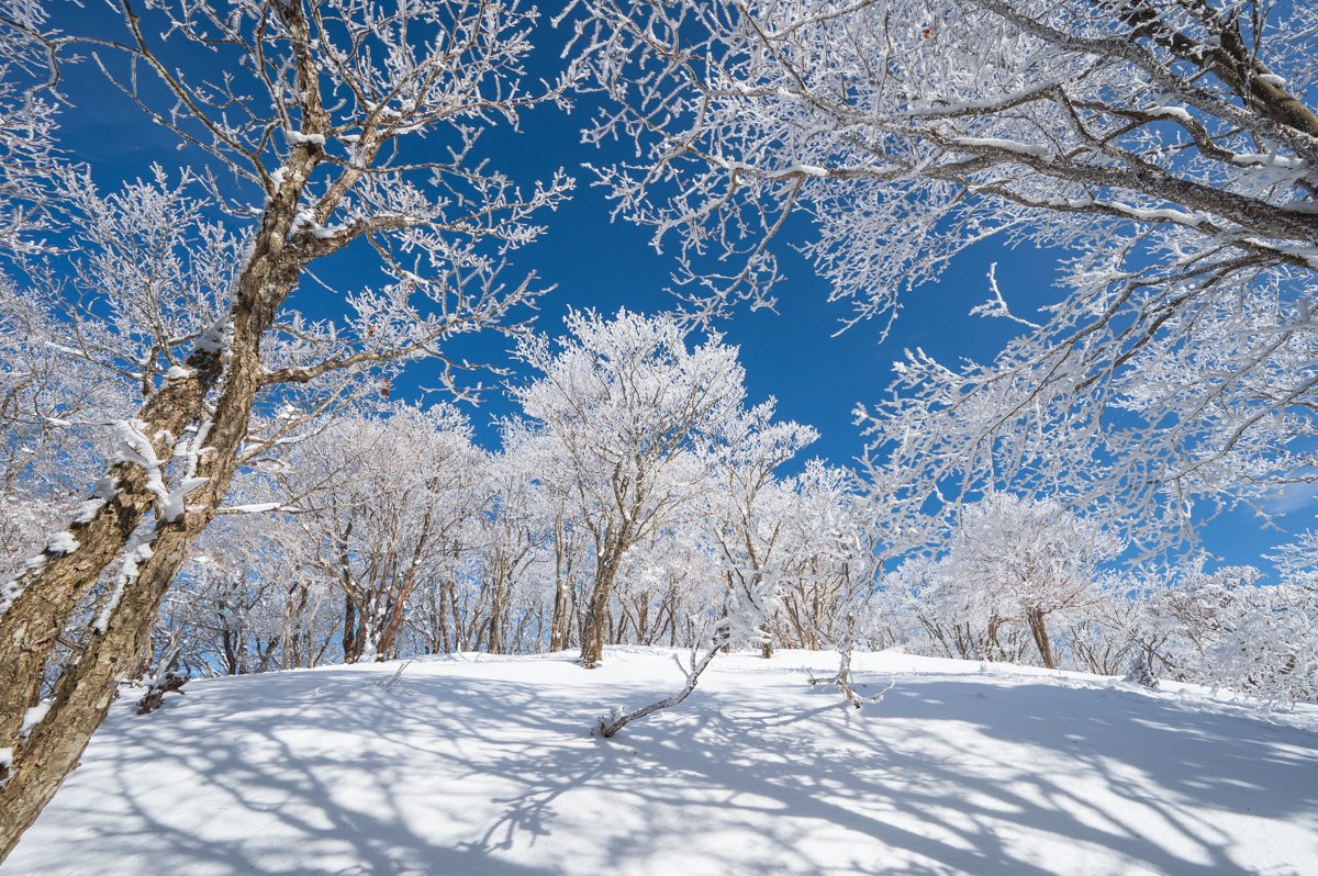 f:id:hiiro1017:20200213211921j:plain