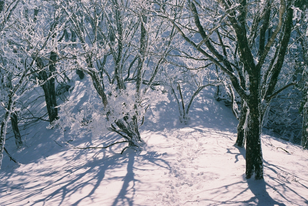 f:id:hiiro1017:20200409220100j:plain