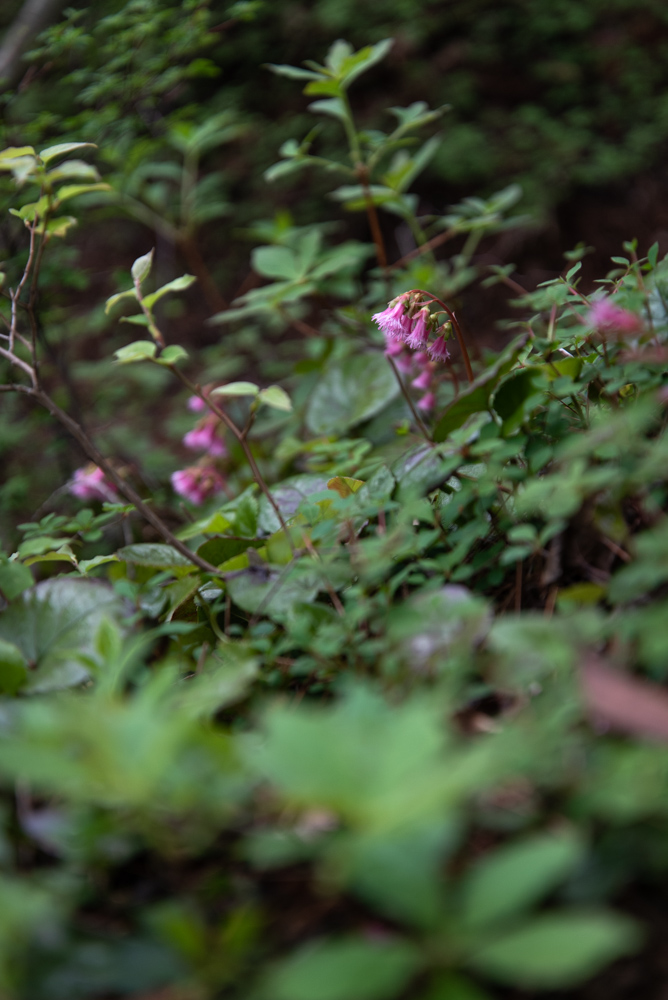 f:id:hiiro1017:20200516223510j:plain