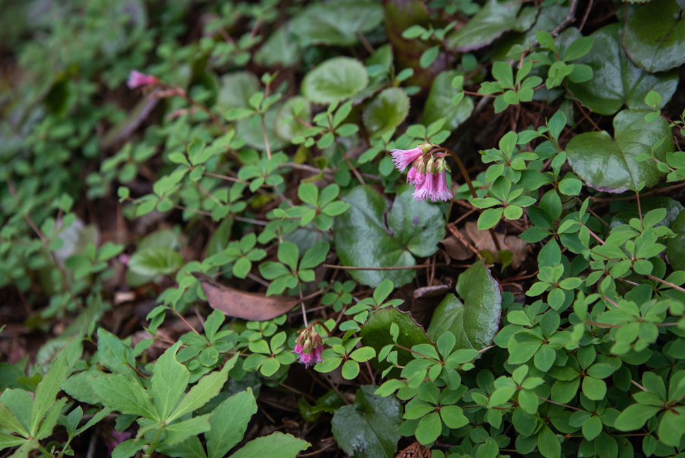 f:id:hiiro1017:20200516223514j:plain