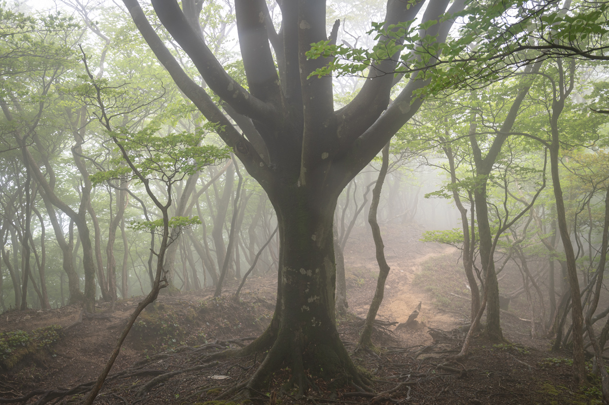 f:id:hiiro1017:20200711230241j:plain