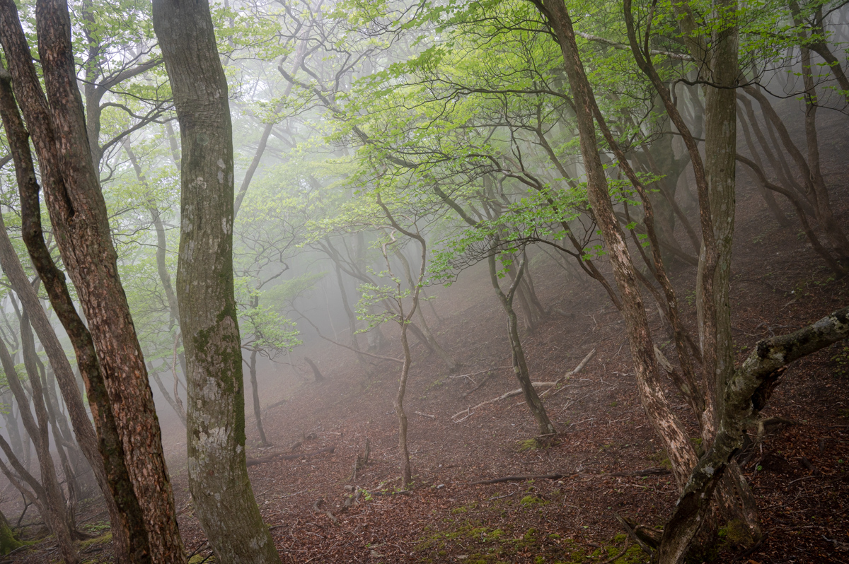 f:id:hiiro1017:20200711230245j:plain