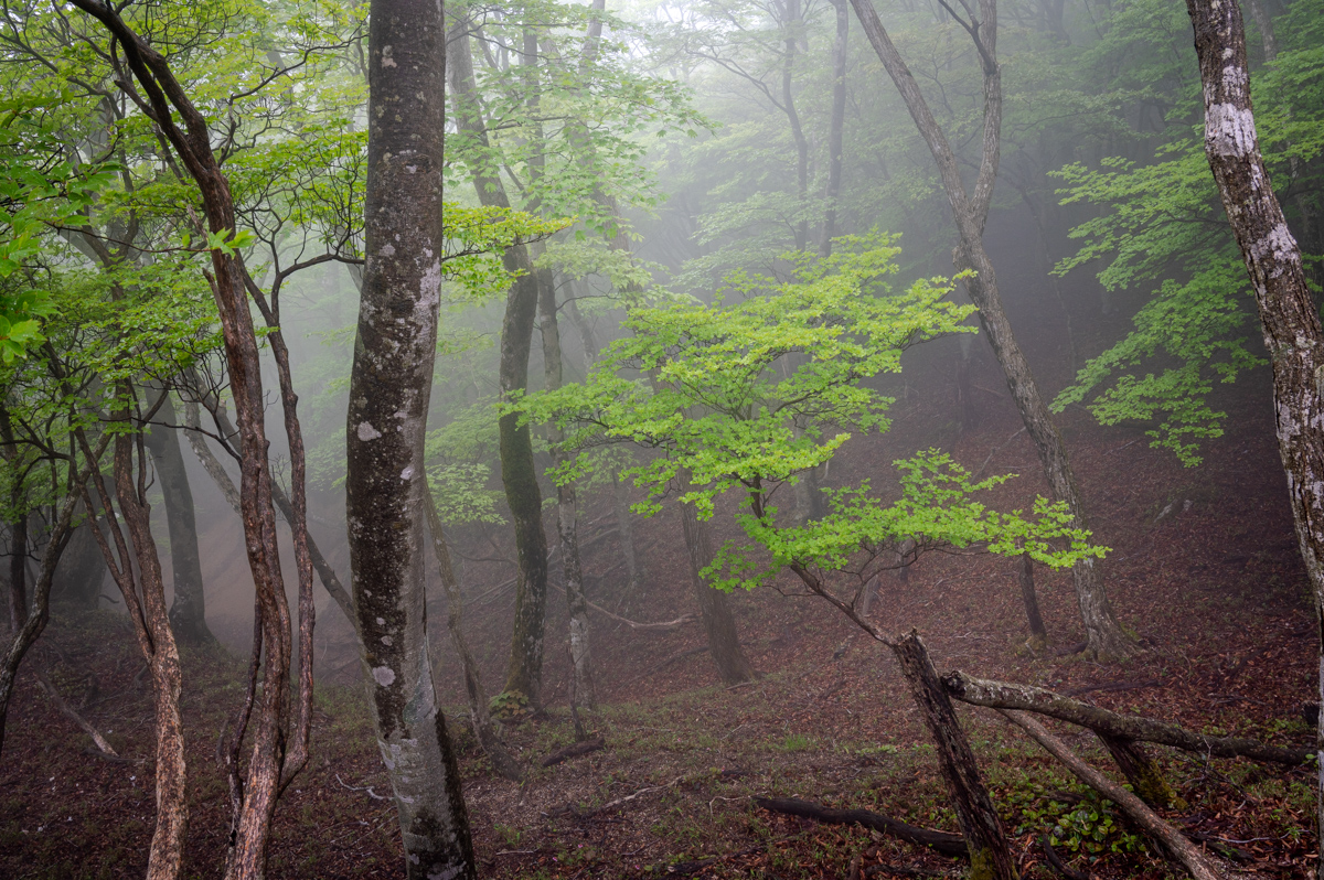 f:id:hiiro1017:20200711230249j:plain