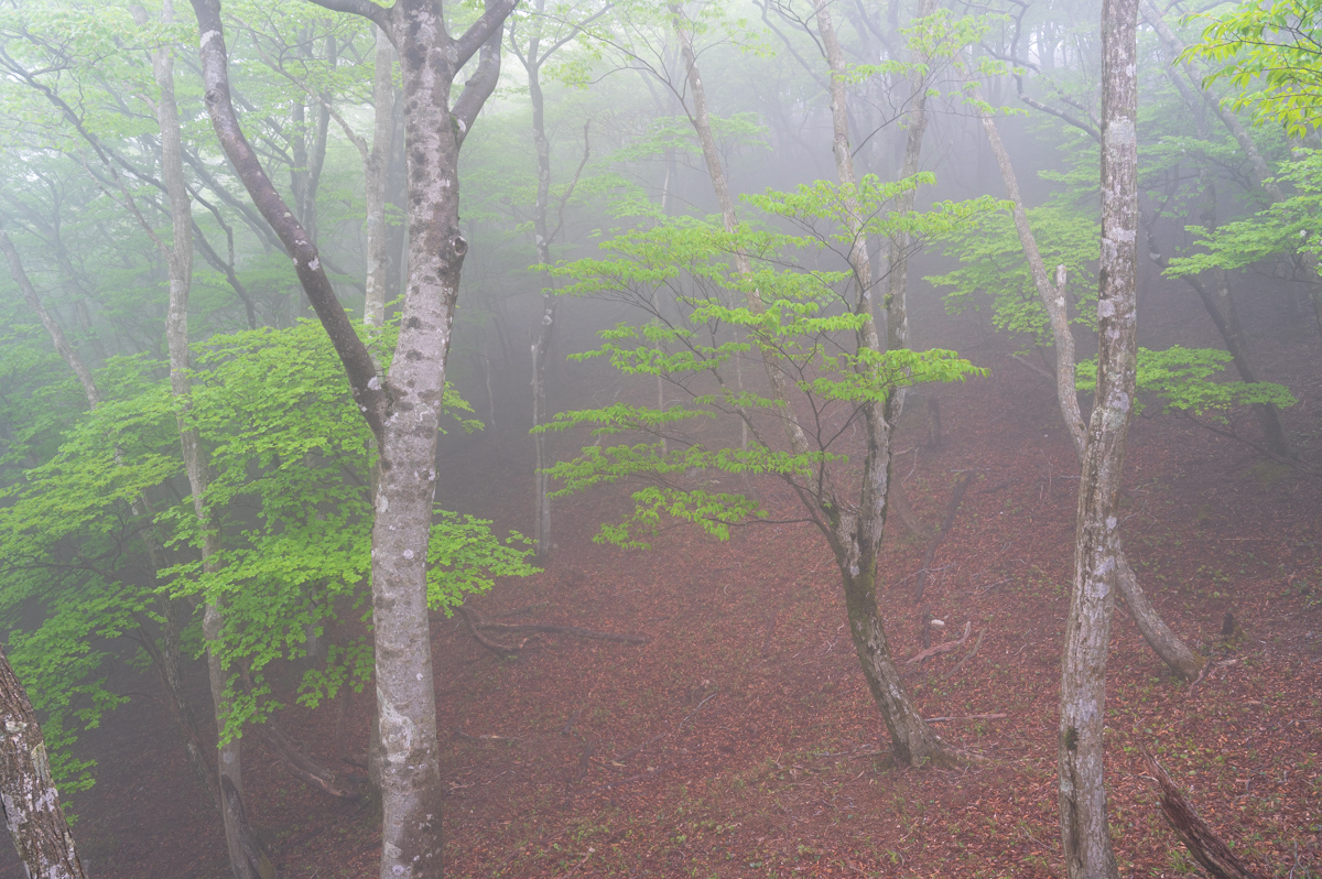 f:id:hiiro1017:20200711230253j:plain