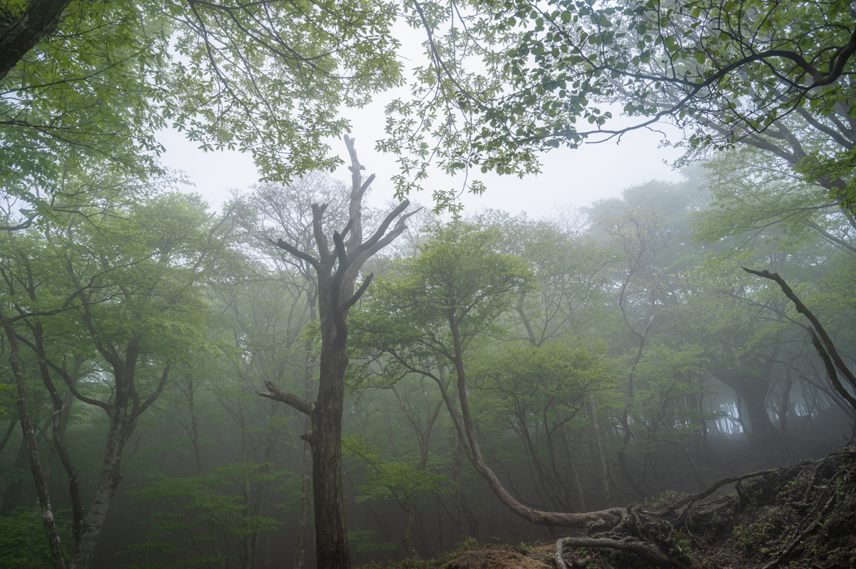 f:id:hiiro1017:20200711230309j:plain