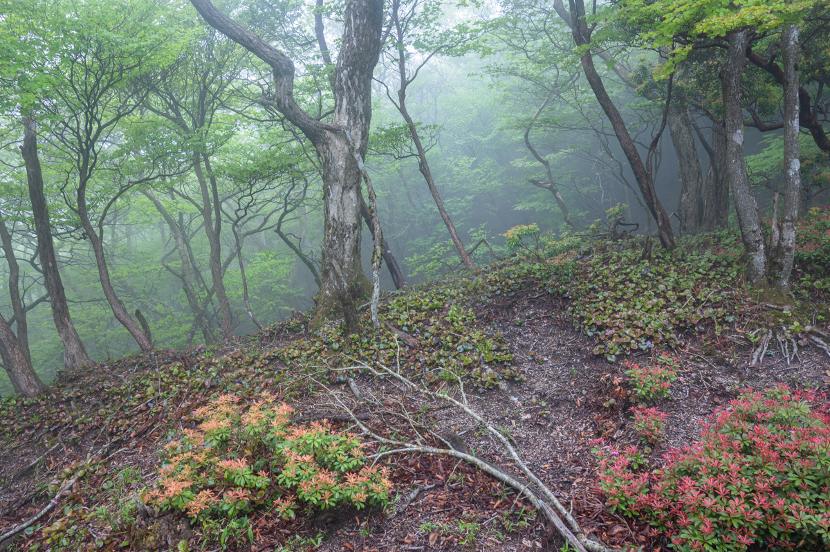 f:id:hiiro1017:20200711230314j:plain