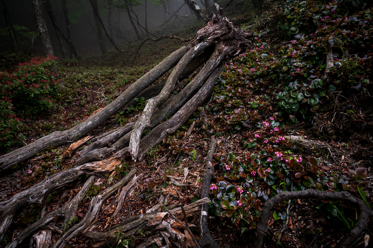 f:id:hiiro1017:20200711230318j:plain