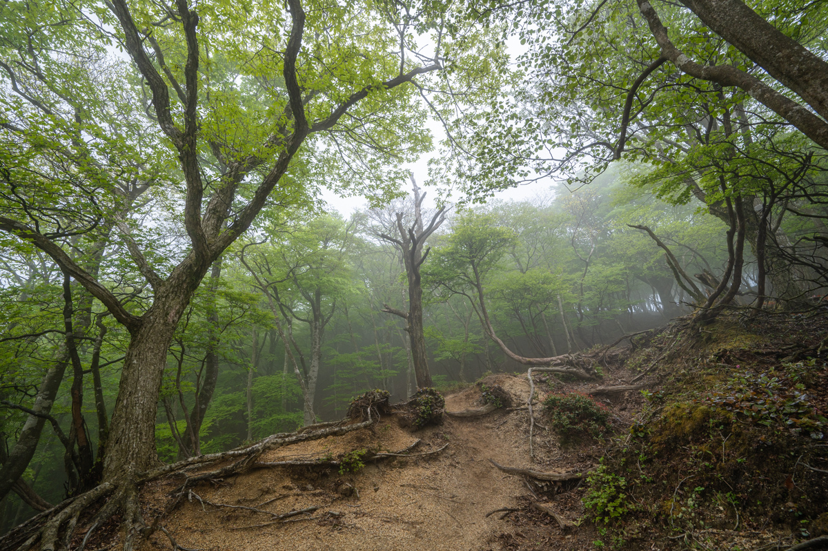 f:id:hiiro1017:20200711230326j:plain