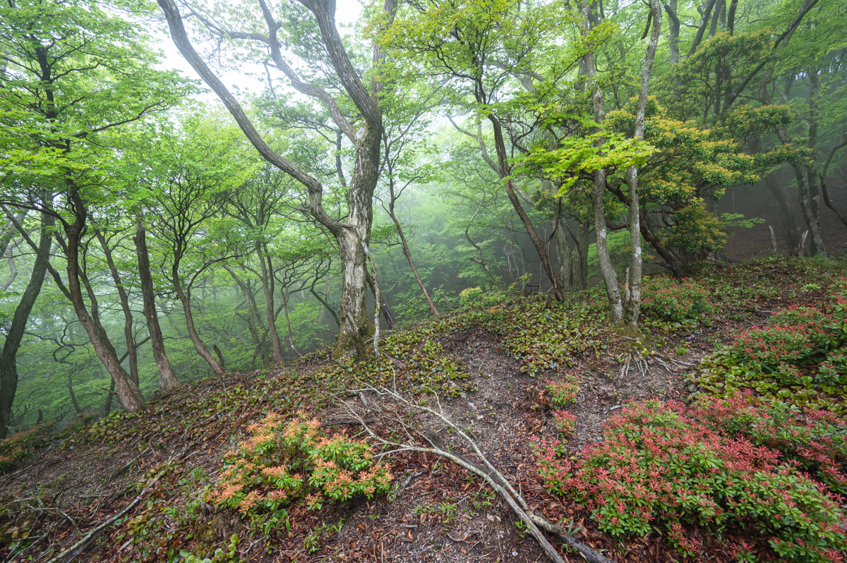 f:id:hiiro1017:20200711230331j:plain