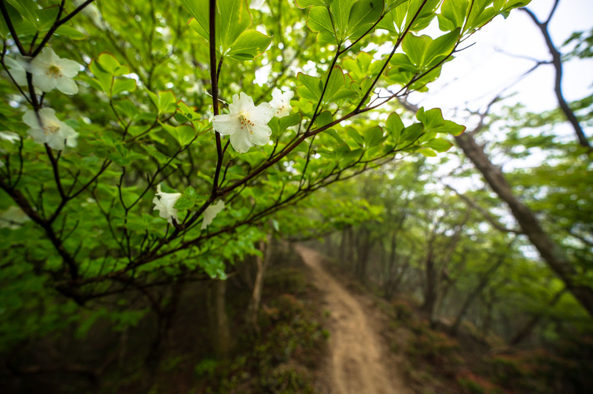 f:id:hiiro1017:20200711230348j:plain