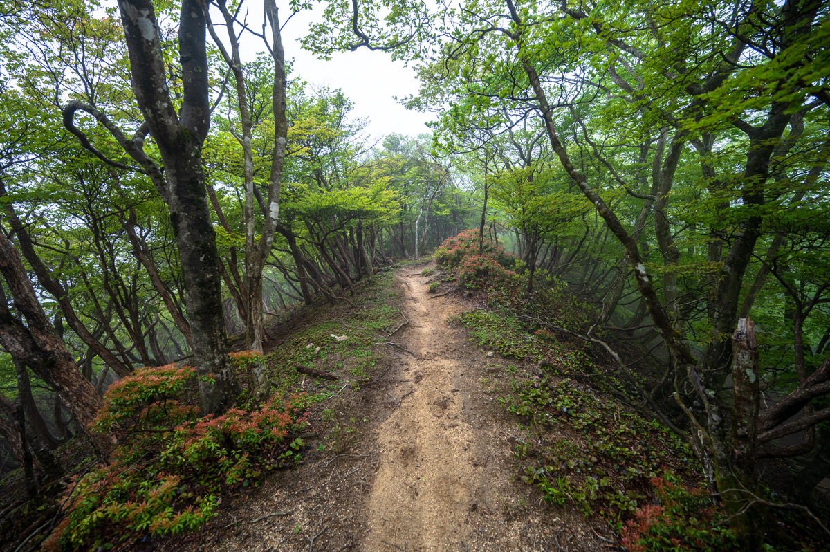 f:id:hiiro1017:20200711230353j:plain