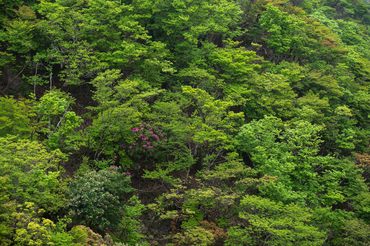 f:id:hiiro1017:20200711230415j:plain