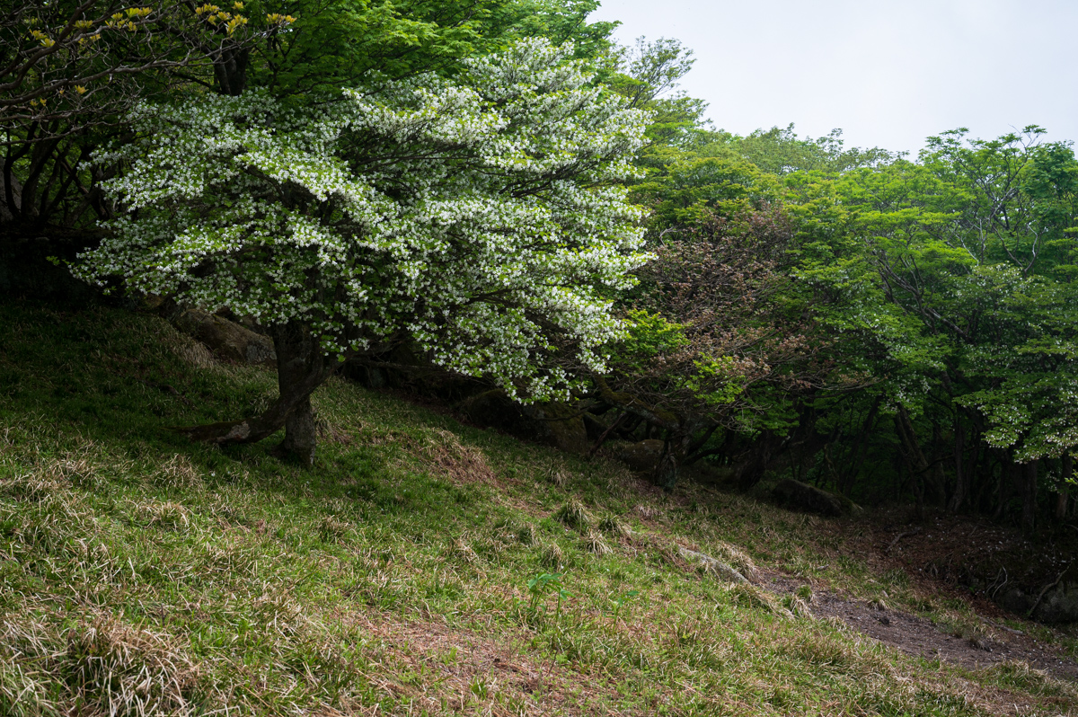 f:id:hiiro1017:20200711230426j:plain