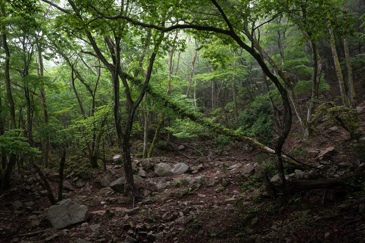 f:id:hiiro1017:20200813205306j:plain