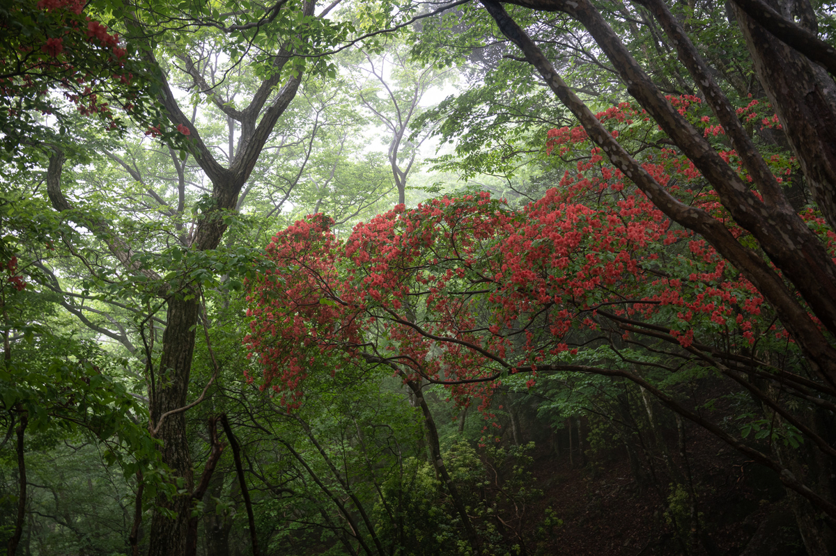 f:id:hiiro1017:20200813205320j:plain