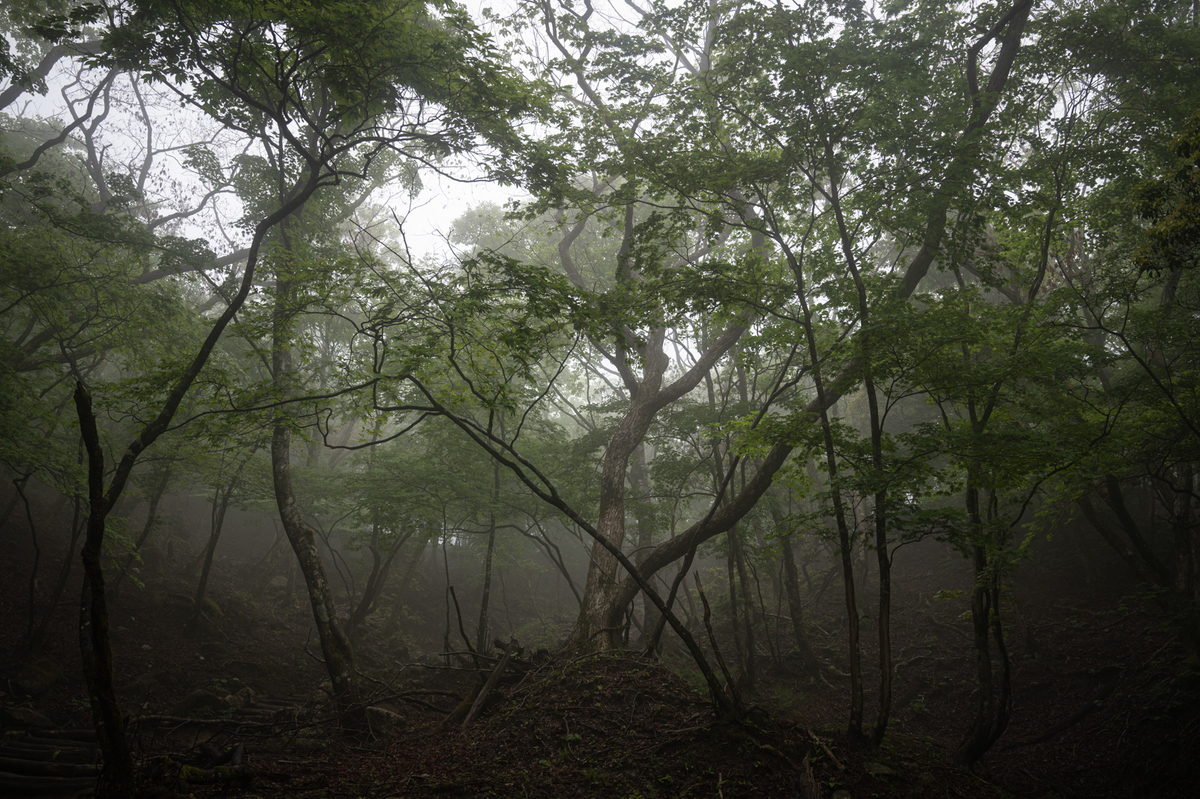 f:id:hiiro1017:20200813205326j:plain