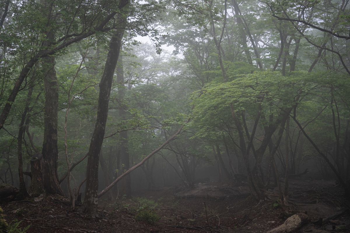 f:id:hiiro1017:20200813205330j:plain