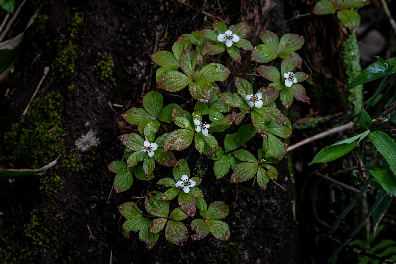 f:id:hiiro1017:20200830051720j:image