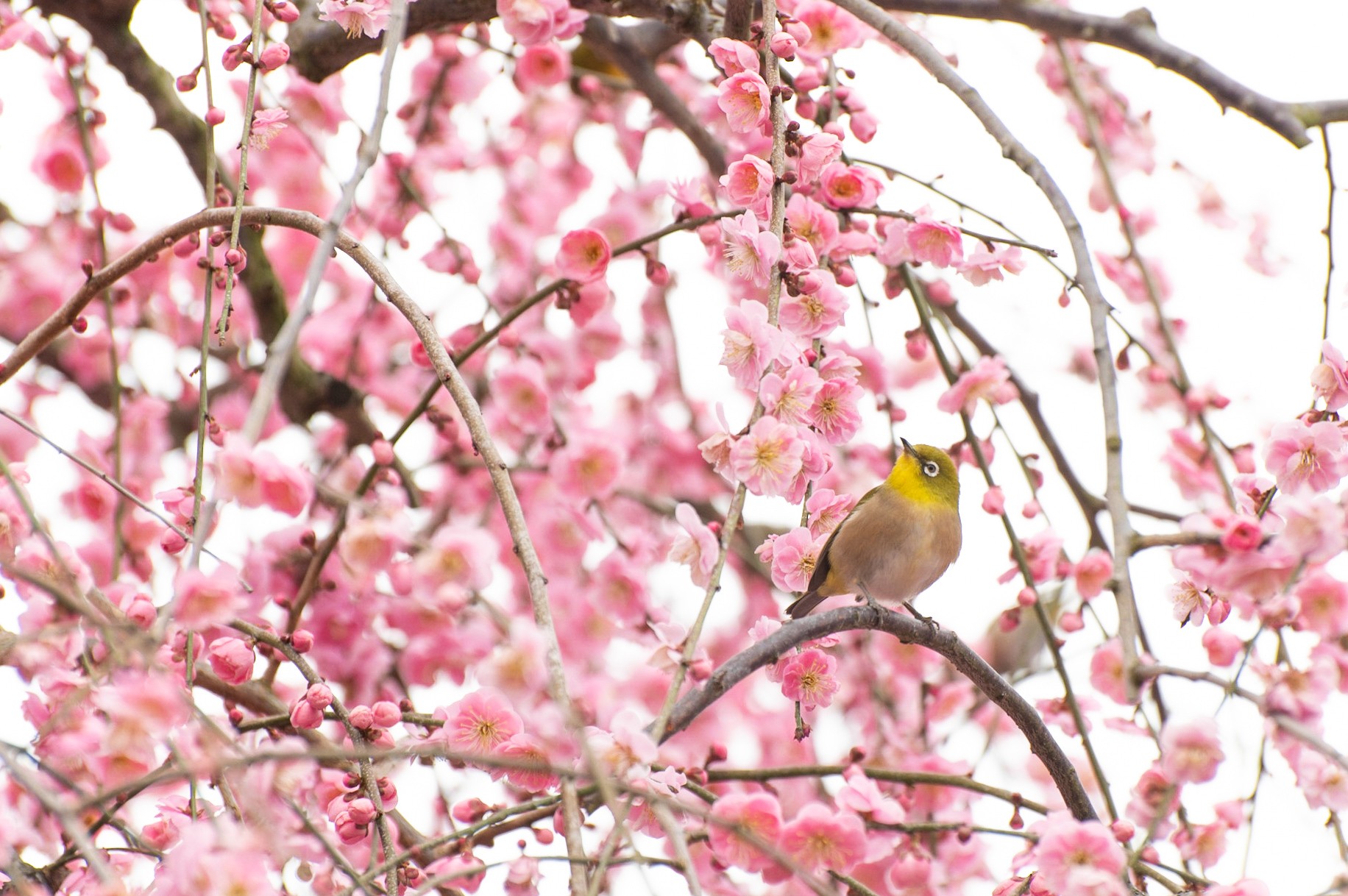 f:id:hiiro1017:20210228204912j:image f:id:hiiro1017:20210228204912j:image