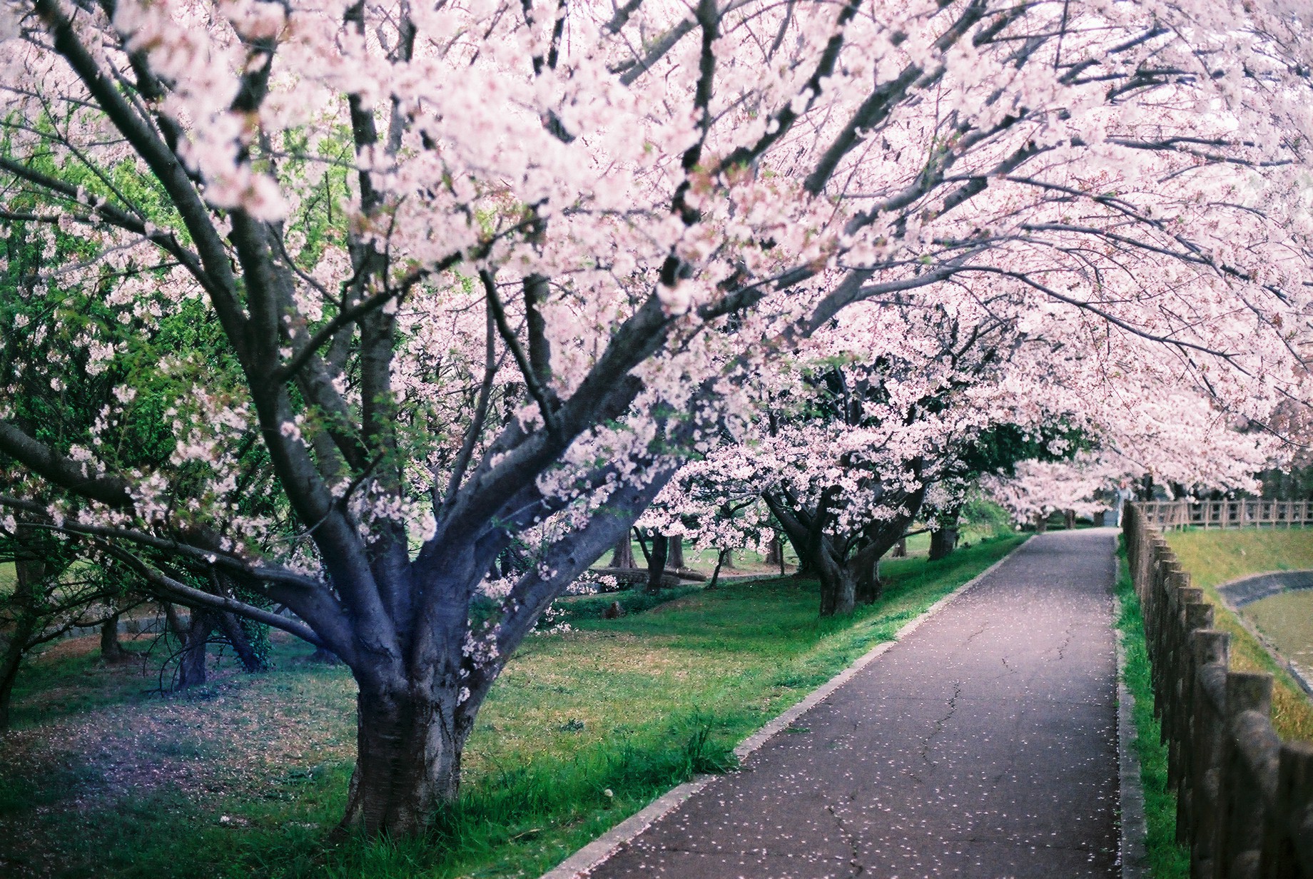 f:id:hiiro1017:20210530070641j:image