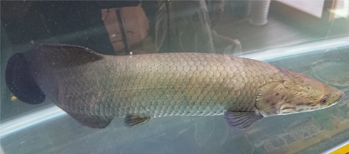 f:id:hijiri_n:20190310173148j:plain 看板魚 ピラルク
