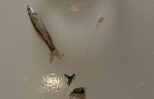 f:id:hijiri_n:20190310183816j:plain 仕掛けと魚