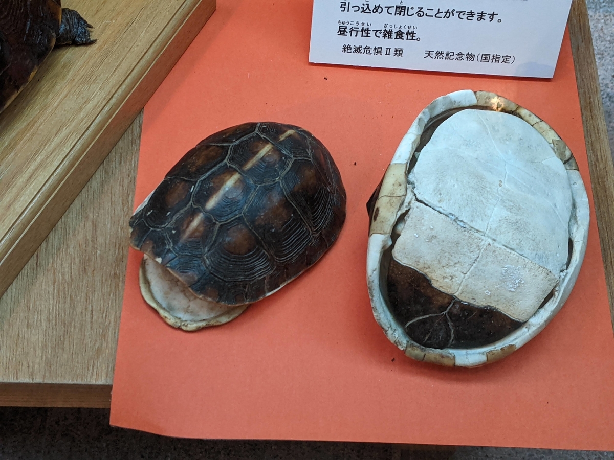 f:id:hijirin18:20210815094200j:plain