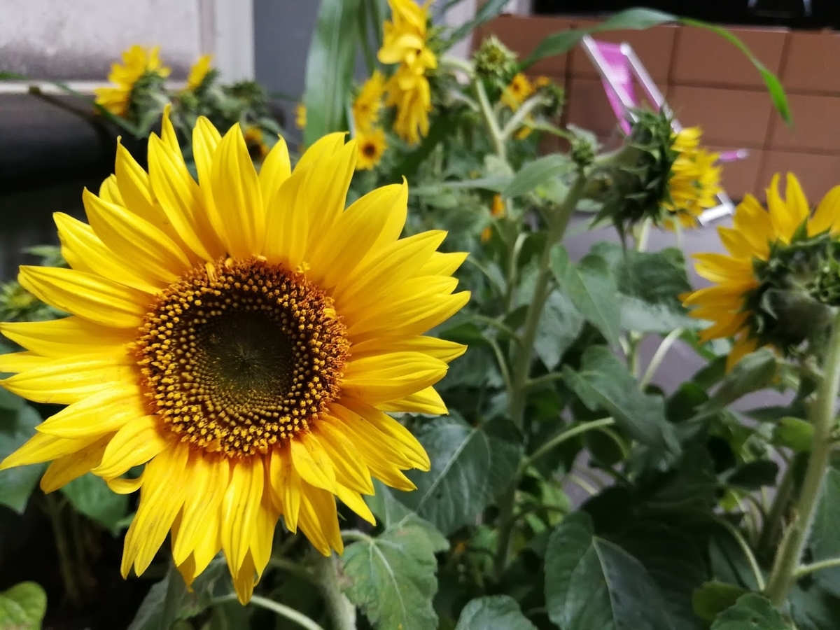 f:id:hik0leaf:20200418200325j:plain f:id:hik0leaf:20200418200325j:plain