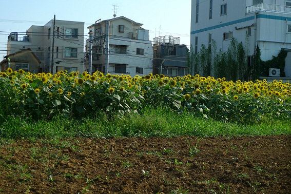 f:id:hikada:20090722162010j:image